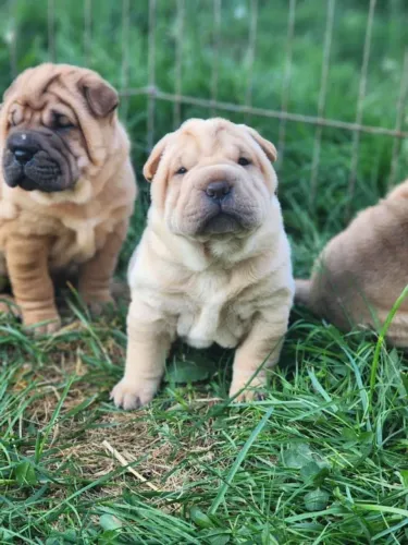 Filhotes shar pei