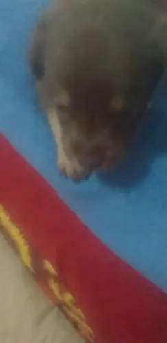 Racha pincha pura chocolate macho Tá vacinado de fugado