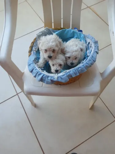 Filhote de poodle