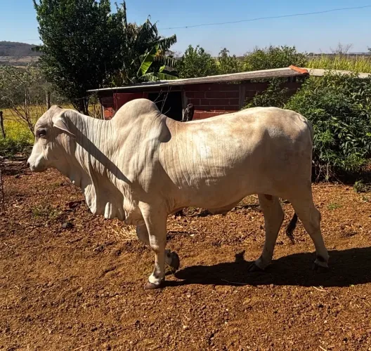 TOURO TABAPUÃ PO