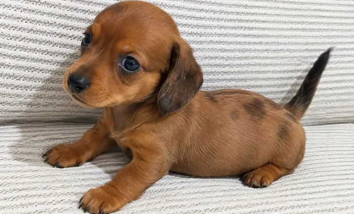 Daschund machismo e fêmea