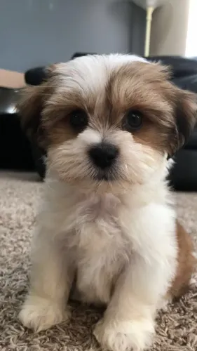 Filhotes Lindos para um Lar Especial Lhasa Apso macho