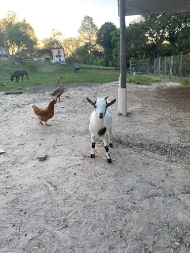Mini cabrito tricolor
