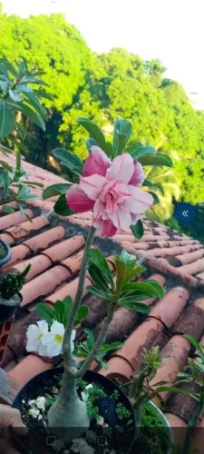 Rosas do deserto ?