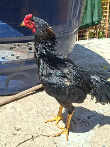 Frango Índio