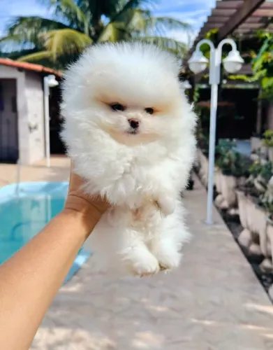 Spitz anão machinho Disponível