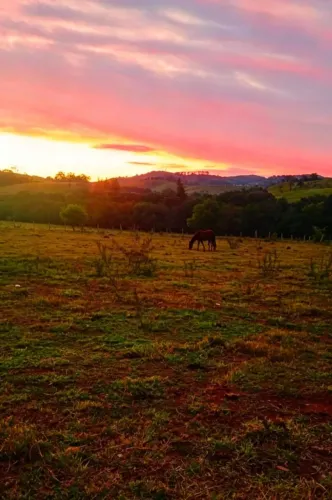 Procuro 10 a 20 hectares para arrendar e ou parceria no manejo de gado.