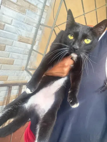 Doação de gatinha 