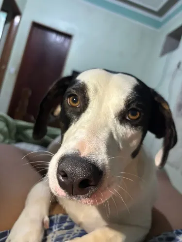 Doa-se cachorro