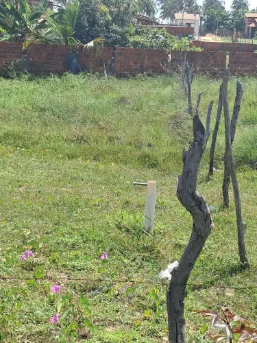 Vendo Terreno Na Taiba ( Localizado no morro do chapéu)