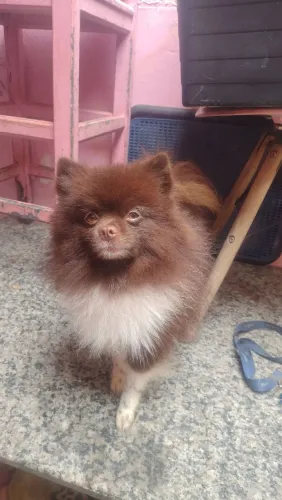 Padreador maravilhoso de Lulu 
