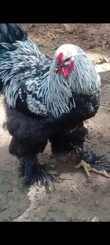 Galinha e galo Brahma