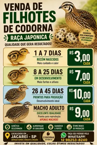 Codorna japônica 