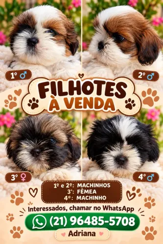 Venda de cachorrinhos 