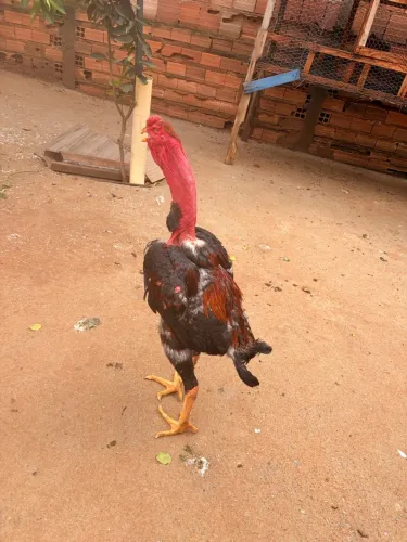 Galo índio Gigante Polaco novo