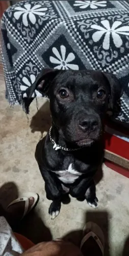 Doação de filhote de pit bull