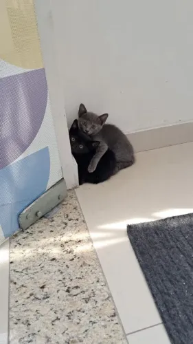 Gatinhos pra adoção