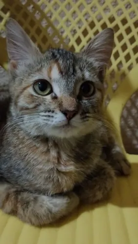 Doa -se gatinhos 