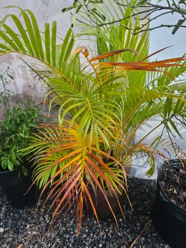Muda de Palmeira Areca Bambu