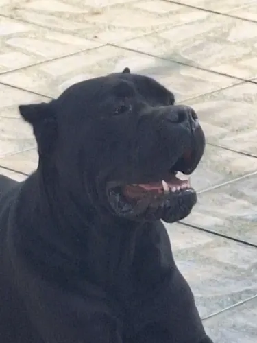 Cane Corso ! Lindos filhotes