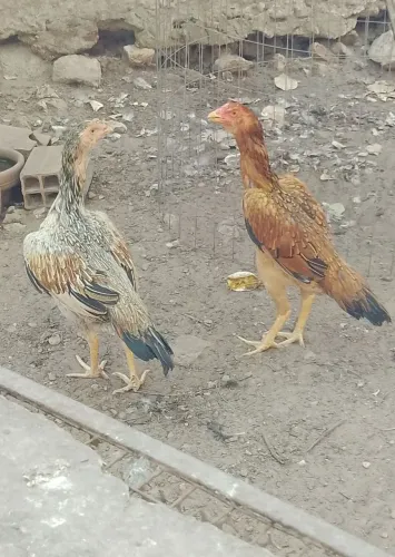 Galinha índio mura