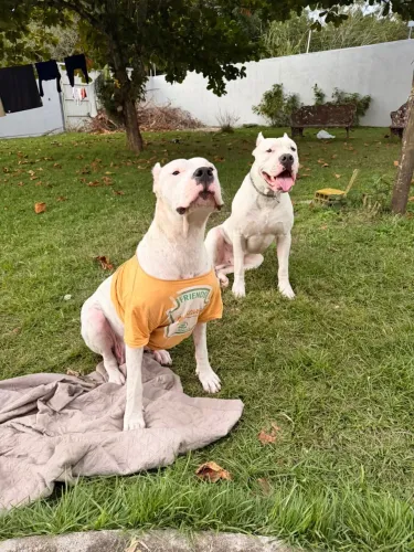 Dog Argentino  para teu cercado. 1.500
