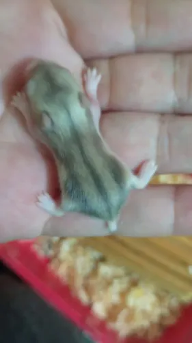 Hamsters anão russo para vender 