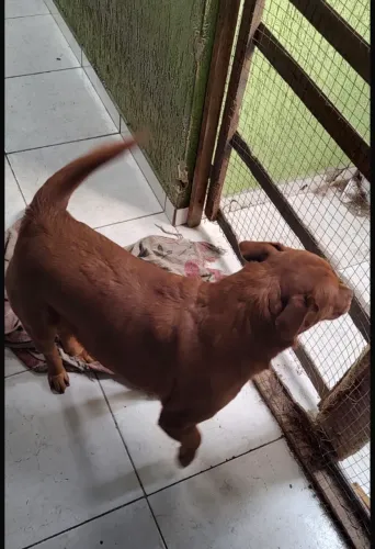 Doação de 2 dogs fêmeas