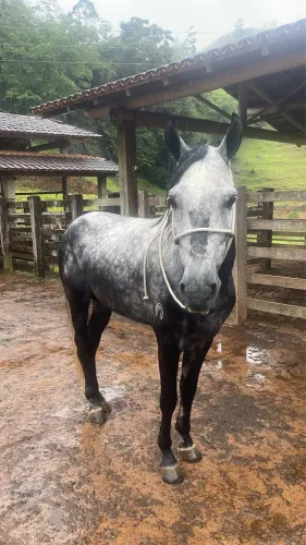 Cavalo mangalarga marchador 