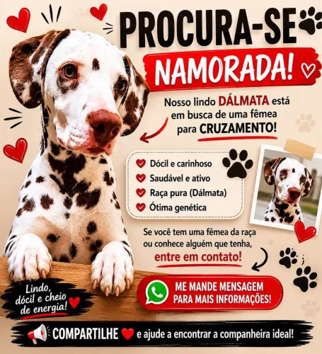 ? Procura-se fêmea Dálmata para cruzamento