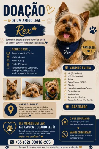 ? PROCURA-SE UM LAR AMOROSO PARA O REX! ?