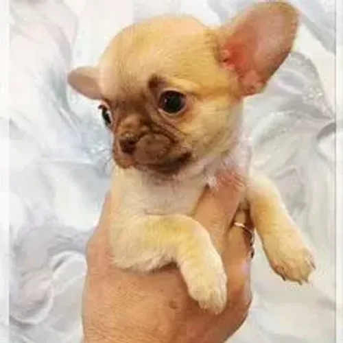 Chihuahua,Chihuahua Filhote Disponível Entrega Facilitada