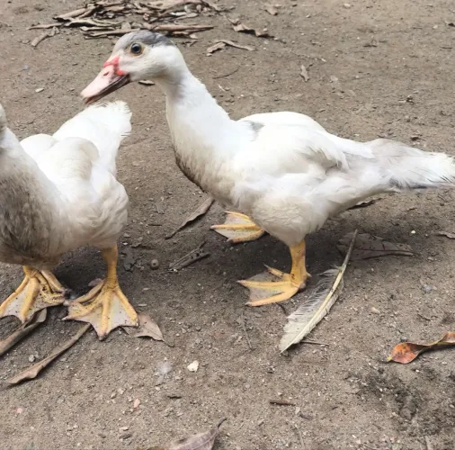 Patos