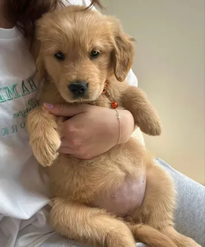 Golden Retriever Um pet alegre e sempre pronto para interagir