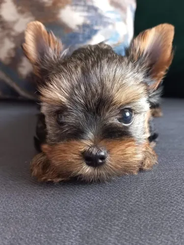 Yorkshire Terrier - Amor Que Faz Diferença