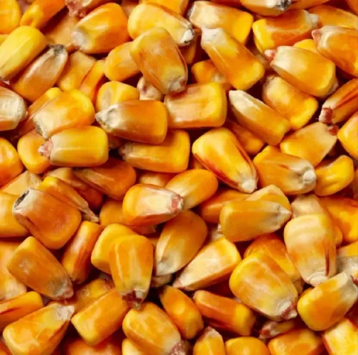 Milho ou quirela (canjicão) 50kg para aves