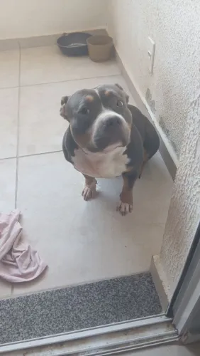 Vendo America bully