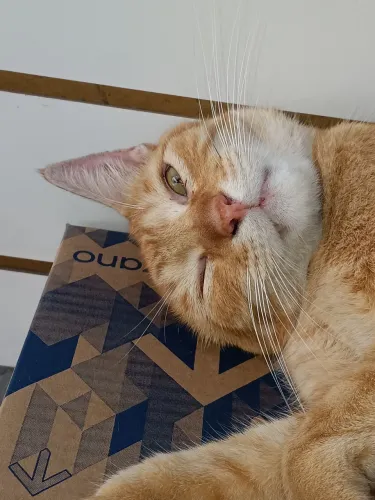Doação de Gato Macho