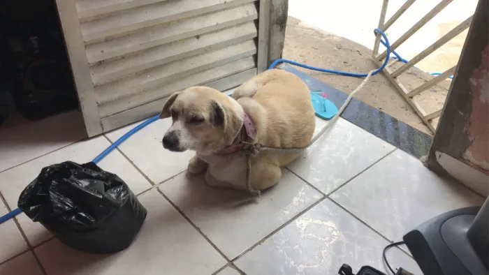 Doação labradora com vira-lata