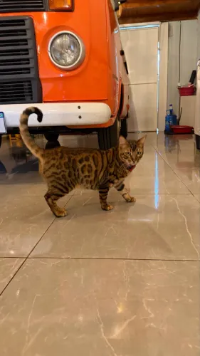 Gato Bengal 