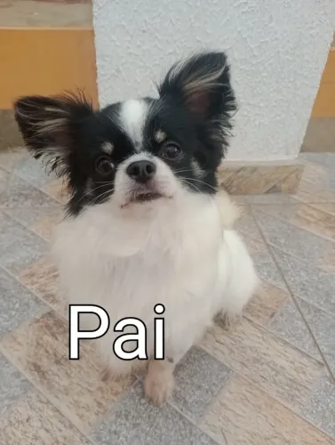 chihuahua femea pelo longo, em 10xc no cartao, linhagem da Inglaterra