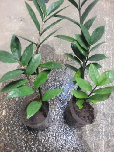 Planta zamiocuca