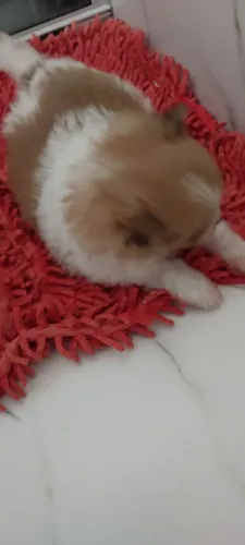 Lulu fêmea
