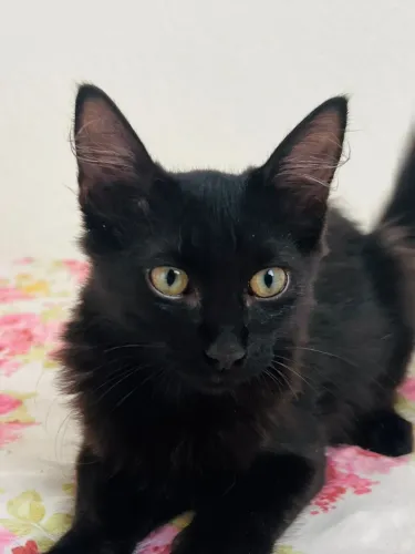 DOA-SE GATINHA 10 MESES