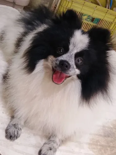 Lulu macho Disponível para Cobertura (cruza)