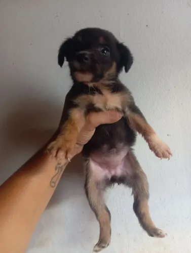 Filhotes para adoção 
