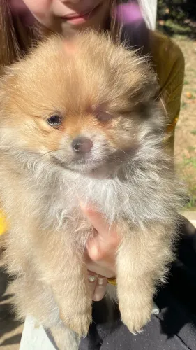 Vendo bebezinho de Lulu 