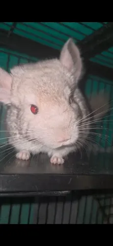 Chinchila macho