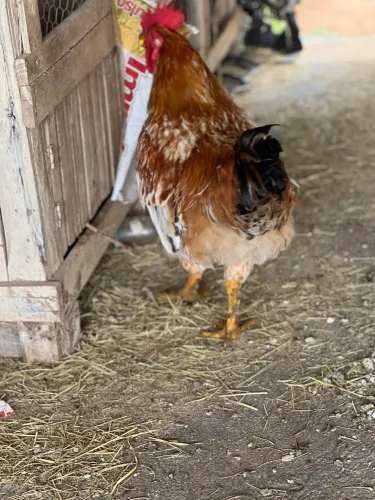 Frango pesadao para deixar de galo