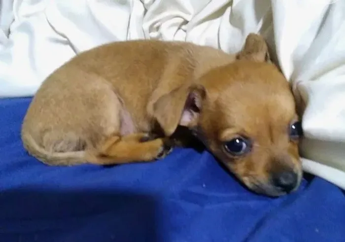 Vendo pinscher macho número 1